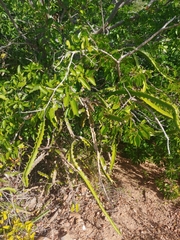 Selenicereus triangularis