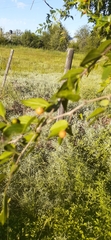 Celtis tala