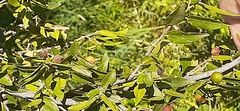 Celtis tala