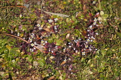 Draba verna