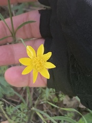 Ranunculus californicus