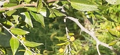 Celtis tala