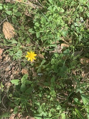 Ranunculus californicus