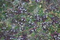Draba verna