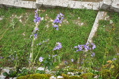 Campanula versicolor