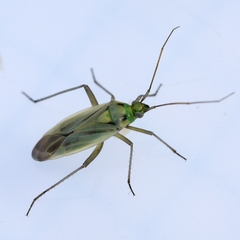 Stenotus binotatus