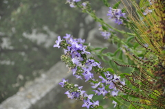 Campanula versicolor