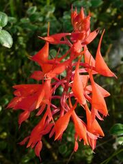 Disa ferruginea