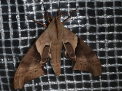 Coequosa australasiae