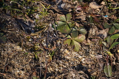Potentilla canadensis