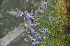 Campanula versicolor