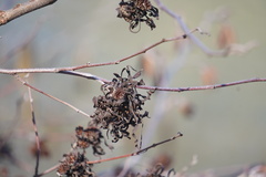 Taphrina robinsoniana