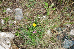 Sternbergia lutea