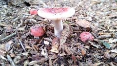 Russula persanguinea