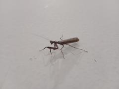 Amantis