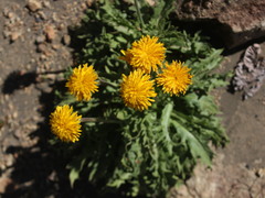 Hypochaeris tenuifolia