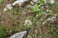 Sternbergia lutea