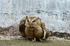 Otus bakkamoena