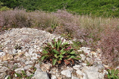 Limonium brevipetiolatum
