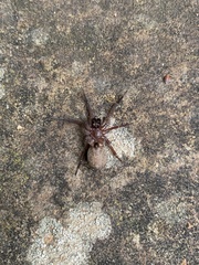 Varacosa