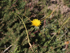 Hypochaeris tenuifolia