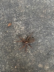 Varacosa