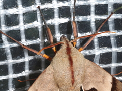 Coequosa australasiae
