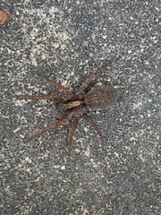 Varacosa