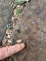 Varacosa