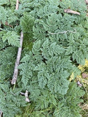 Conium maculatum