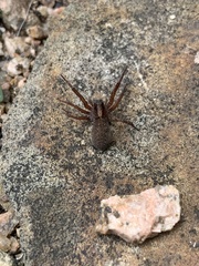 Varacosa
