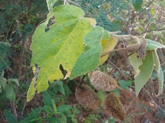 Helicteres jamaicensis