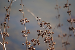 Decodon verticillatus