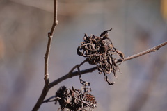 Taphrina robinsoniana