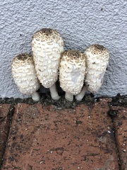 Coprinus comatus