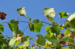 Vitis vinifera vinifera