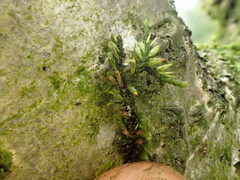 Cryphaea heteromalla