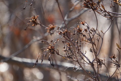 Rhododendron viscosum