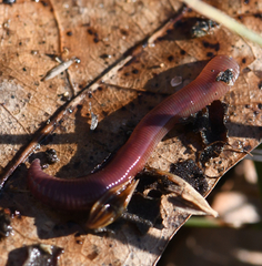 Lumbricidae