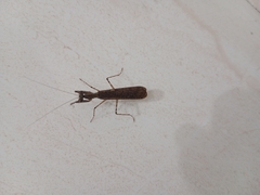Amantis