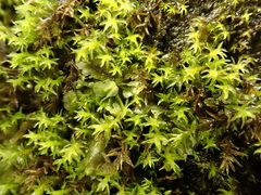 Dichodontium pellucidum