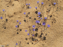 Wahlenbergia paniculata