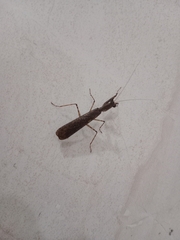 Amantis