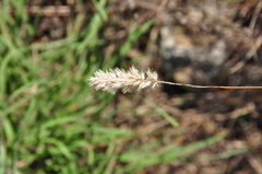 Melica transsilvanica