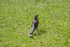 Mimus longicaudatus