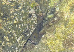 Parablennius parvicornis