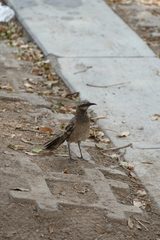 Mimus longicaudatus