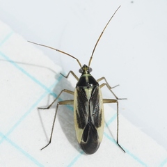 Stenotus binotatus
