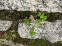 Veronica hederifolia-sublobata-triloba