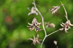 Trigonella esculenta